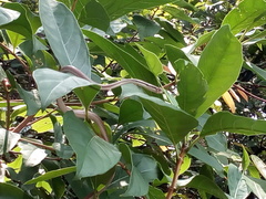 Liopeltis tricolor