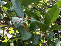 Liopeltis tricolor