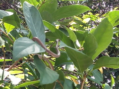 Liopeltis tricolor