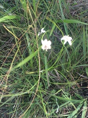 Rhynchospora colorata