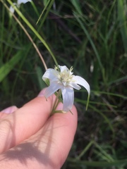 Rhynchospora colorata