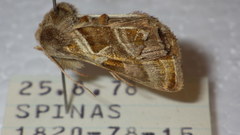 Euchalcia variabilis