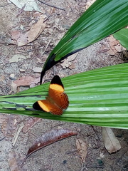 Cirrochroa orissa