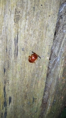 Coleoptera