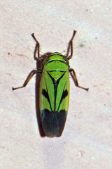 Nephotettix nigropictus