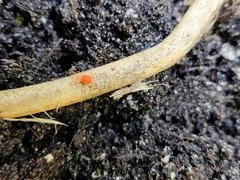 Trombidium holosericeum