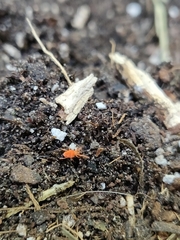 Trombidium holosericeum