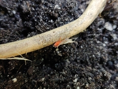 Trombidium holosericeum