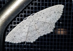 Cyclophora turneri