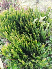 Baccharis genistelloides