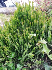 Baccharis genistelloides