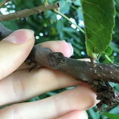 Juglans nigra