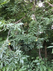 Juglans nigra