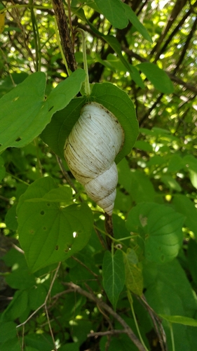 Mesembrinus sulcosus