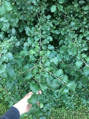 Rhamnus cathartica