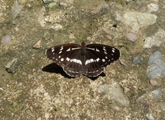 Limenitis helmanni