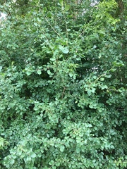 Rhamnus cathartica