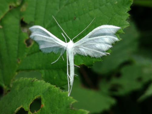Pierkavec povojový (Pterophorus pentadactyla)