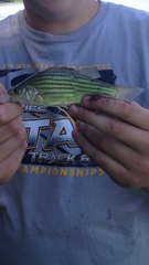 Morone mississippiensis