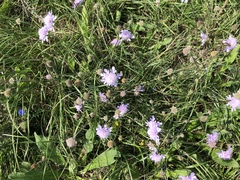 Scabiosa canescens