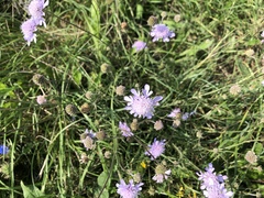 Scabiosa canescens
