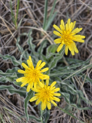 Image of Nothocalais cuspidata by (c) Darrin LeBlanc, some rights reserved (CC BY)