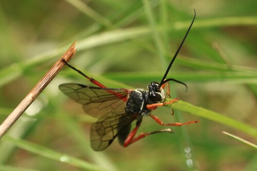 Coelichneumon rudis