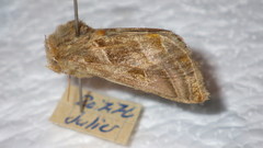 Euchalcia variabilis