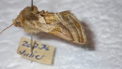 Euchalcia variabilis