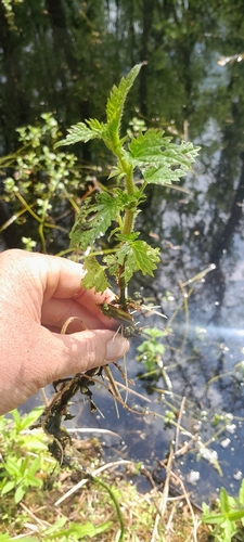 Kievan nettle (Urtica kioviensis)