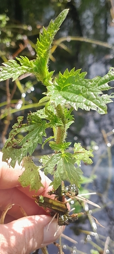 Image of Urtica kioviensis by no rights reserved
