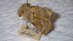 Euchalcia variabilis