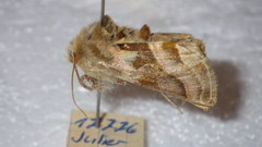 Euchalcia variabilis