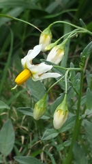 Solanum jamesii