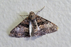 Gastrinodes argoplaca