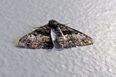 Gastrinodes argoplaca