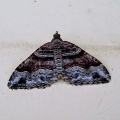 Xanthorhoe defensaria