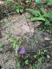 Hylodesmum nudiflorum