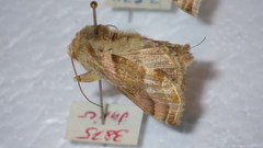 Euchalcia variabilis