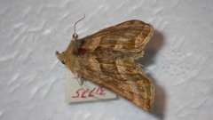 Euchalcia variabilis