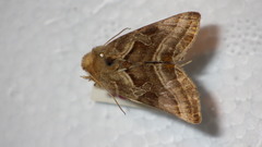 Euchalcia variabilis