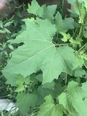 Smallanthus uvedalia
