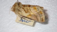 Euchalcia variabilis