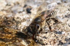 Apis mellifera