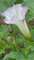 Datura quercifolia