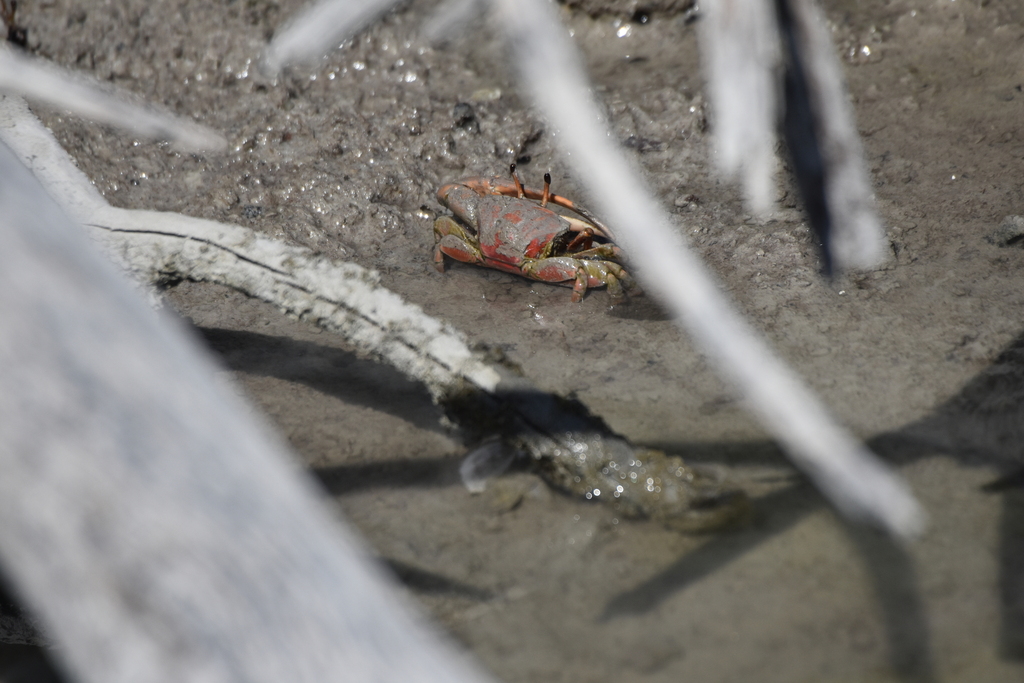 Atlantic mangrove fiddler