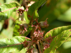 Decodon