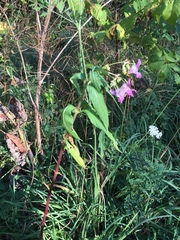 Impatiens glandulifera