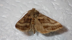 Euchalcia variabilis