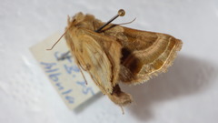 Euchalcia variabilis